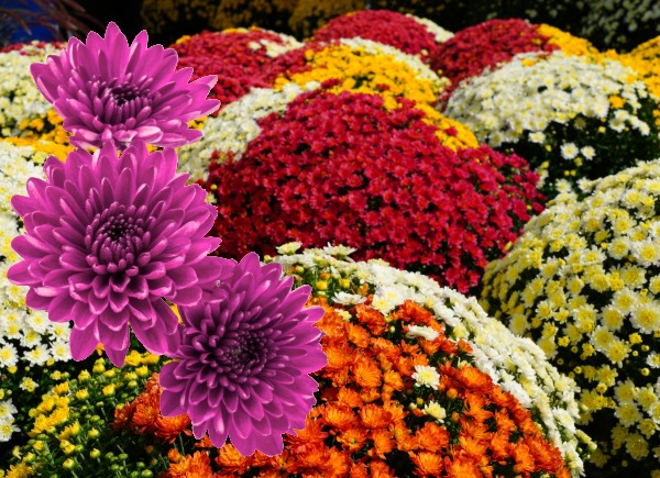 Order beautiful Mums for a great cause.